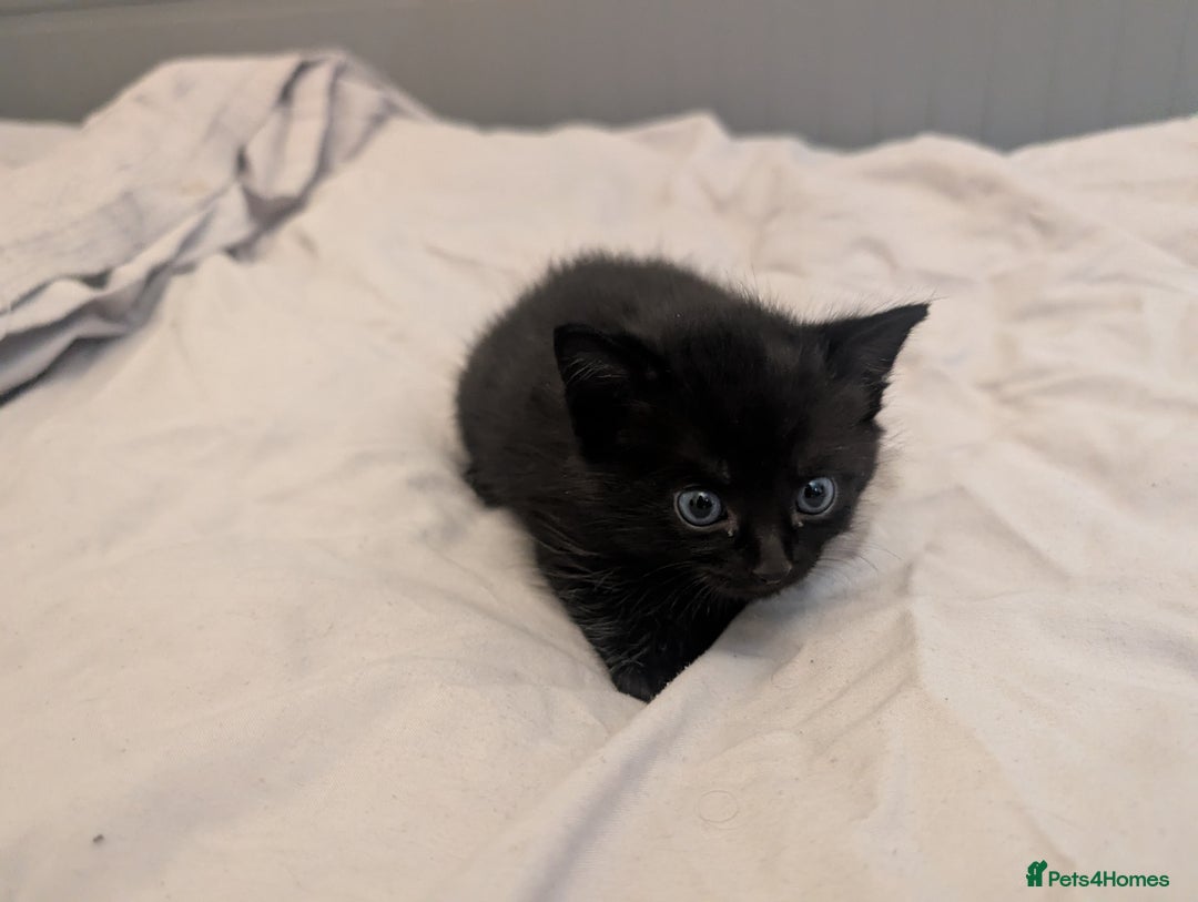 Mixed Breed cats for sale: Jet Black Tabby Kittens & Stunning Tortie Girl  - Advert 15