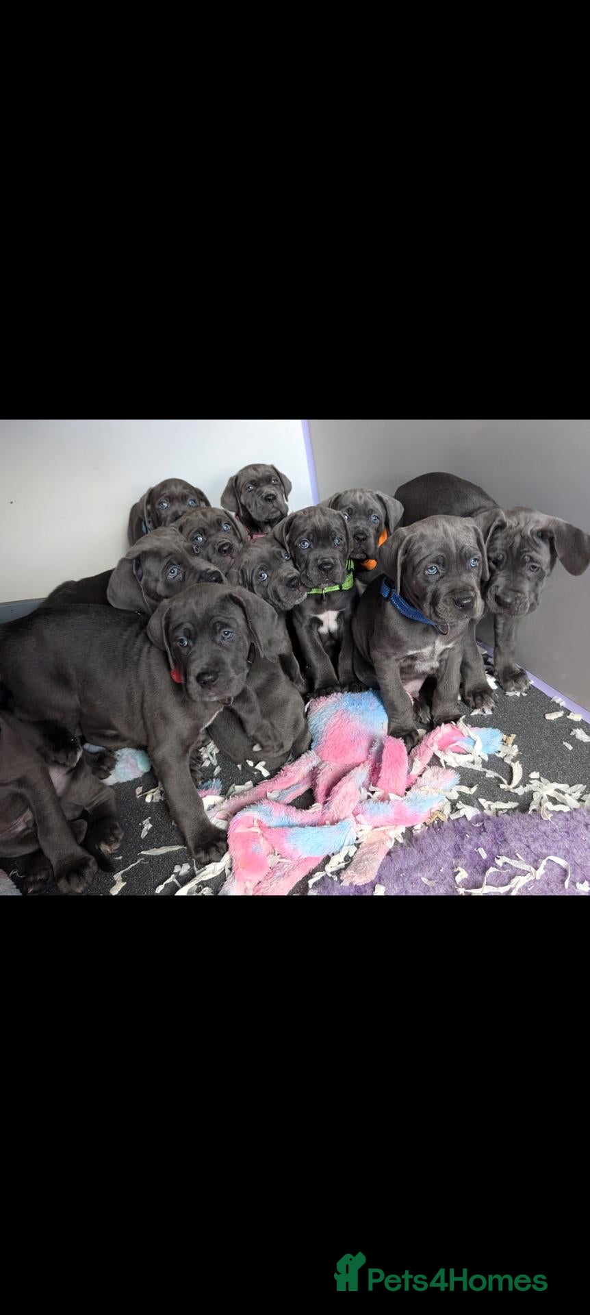Cane Corso dogs for sale: Blue cane corso puppies  - Advert 4