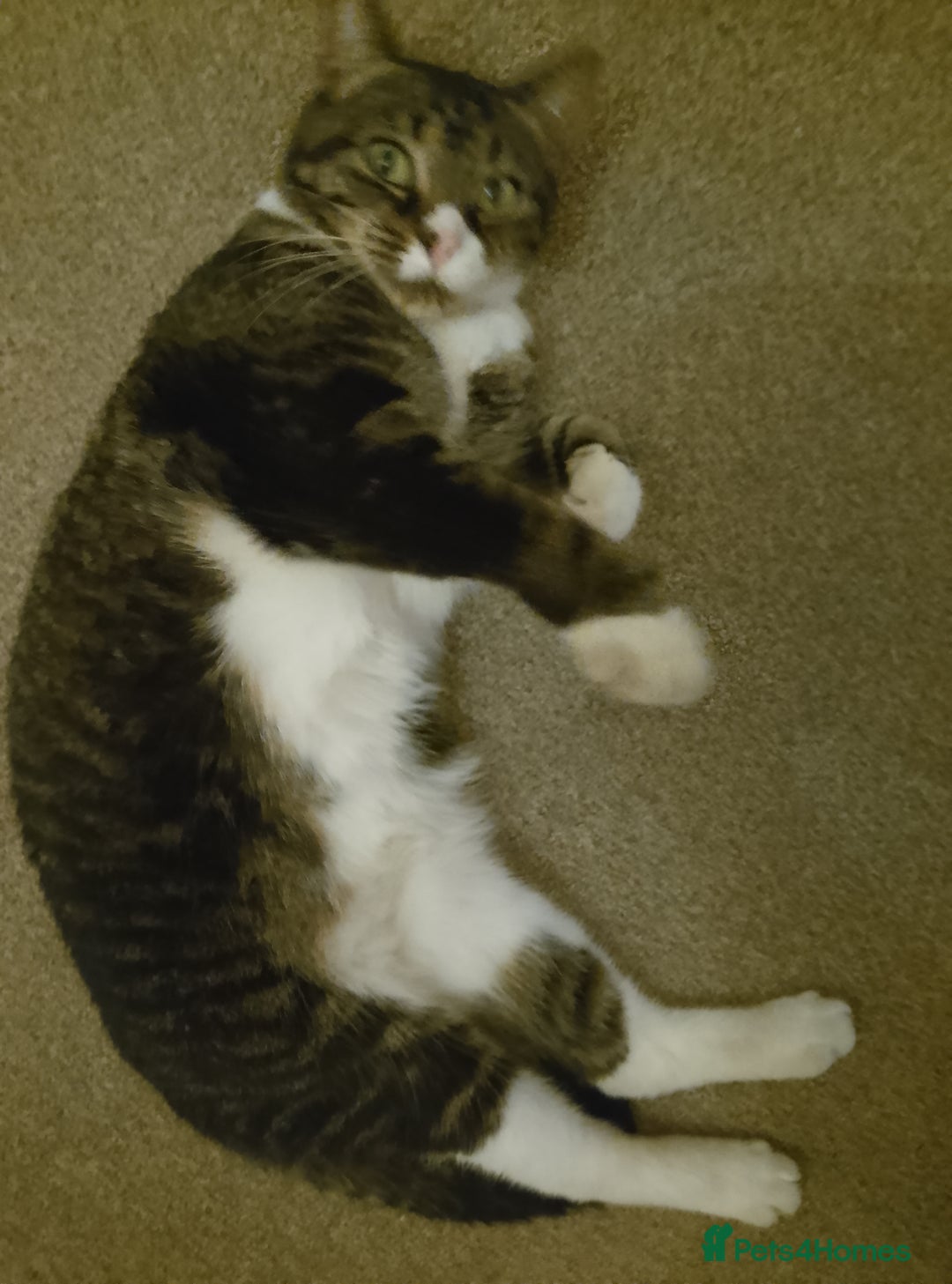 British Shorthair cats for sale: Lola aged 9 - Image 1