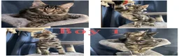 Maine Coon cats for sale: TICA EXCEPTIONAL GIANT & GENTLE MAINE COON KITTENS in Greenford - Advert 17
