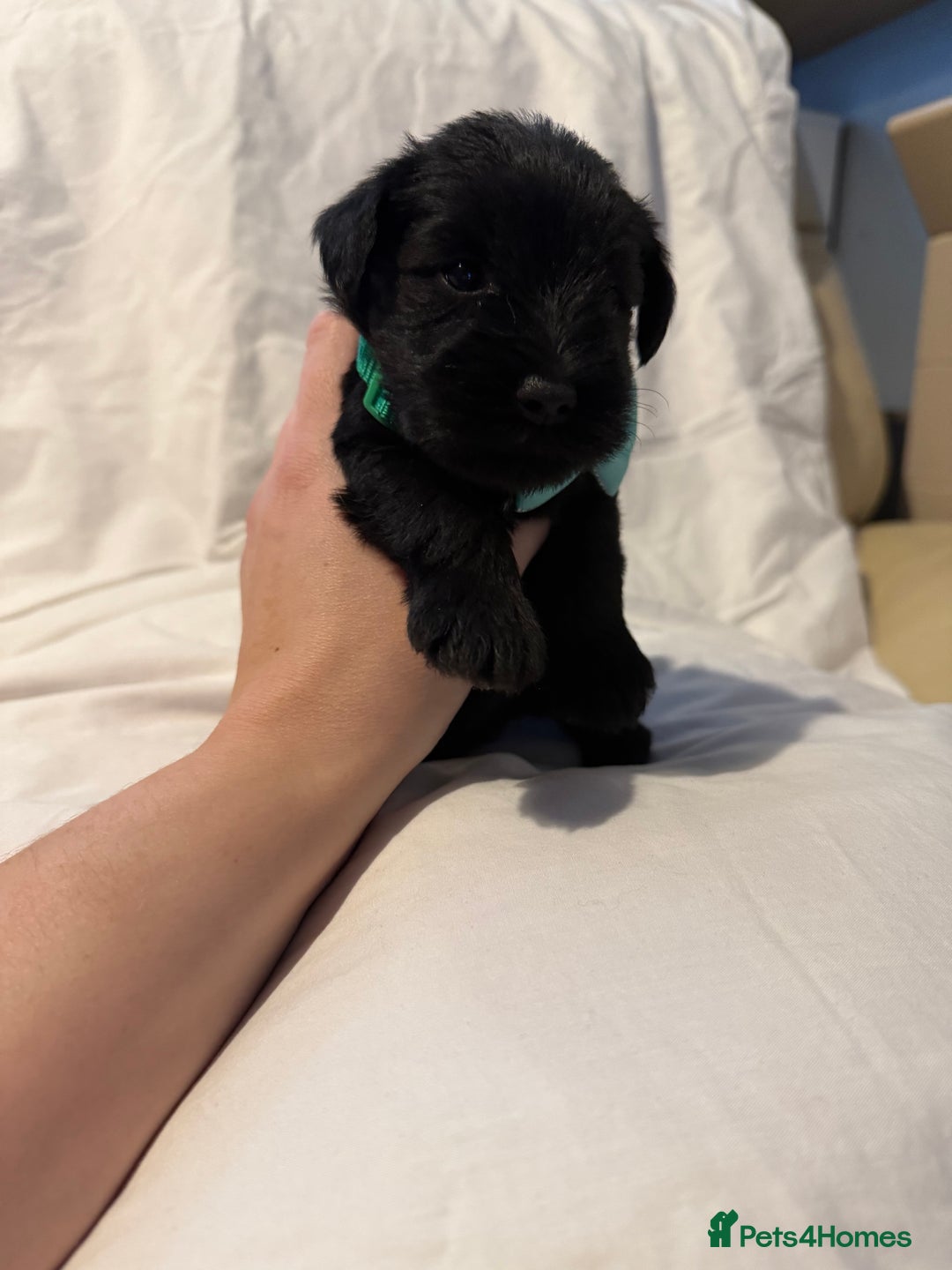 Miniature Schnauzer dogs for sale: Miniature schnauzer girl puppy available - Advert 11