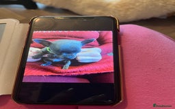 Chihuahua dogs for sale: Chihuahua teacups - Image 21