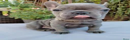 French Bulldog dogs for sale: 🐾 FRENCH BULLDOG PUPPIES | OUTSTANDING PEDIGREE • - Advert 30