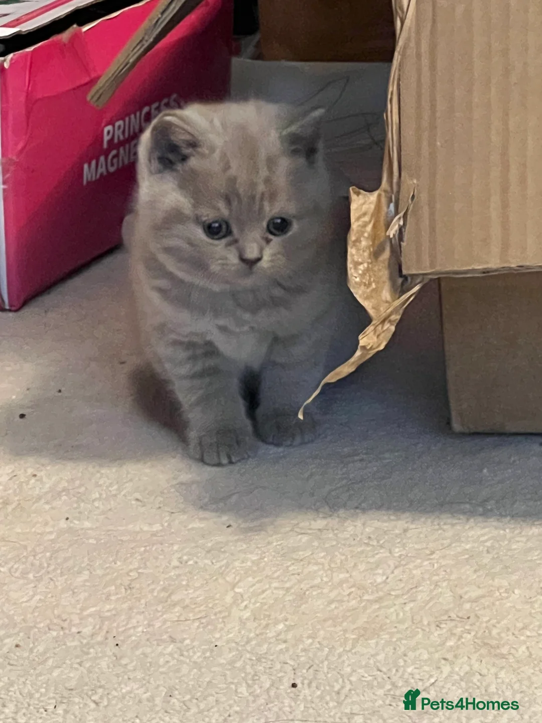 British Shorthair cats for sale: British Shorthair Kittens- ready on 14 Feb - Advert 10