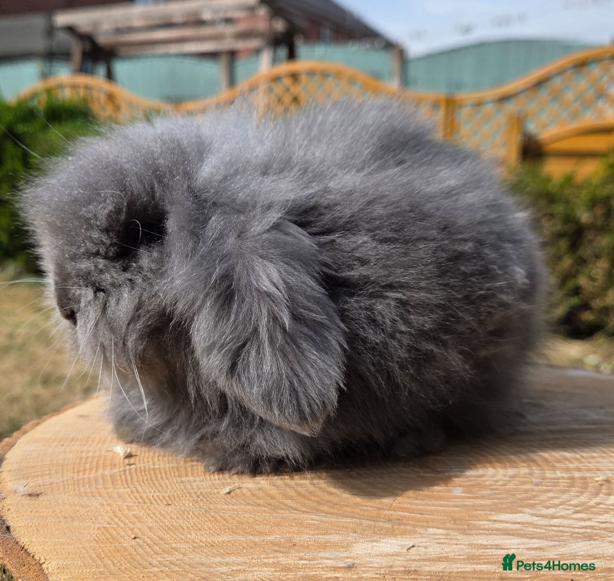Angora rabbits Teddywidders ready to go now  - Advert 5