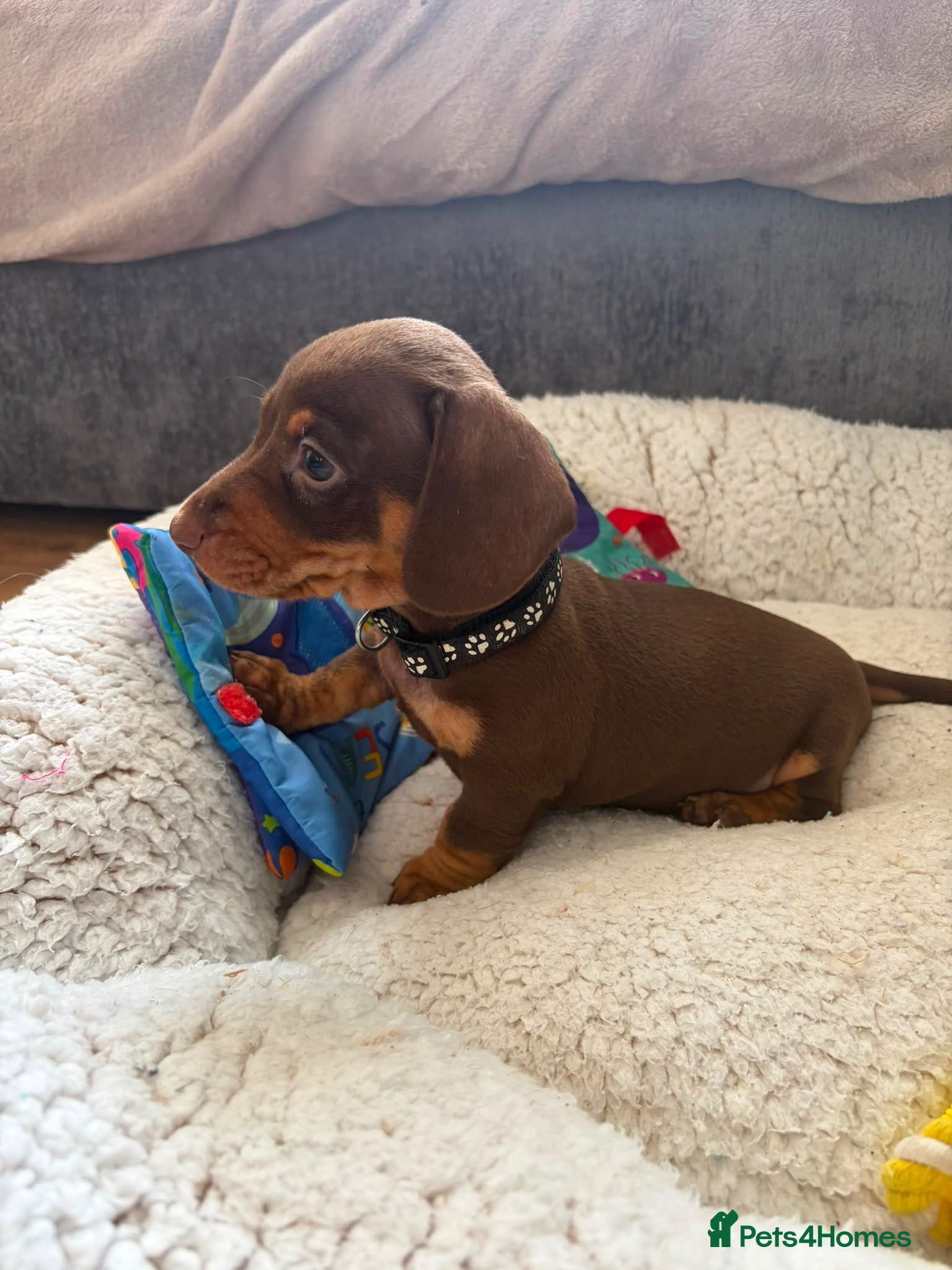 Miniature Dachshund dogs 💖 1 Girl left 💖Miniature Dachshund  - Advert 18