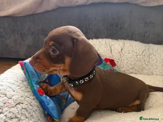 Miniature Dachshund dogs 💖 1 Girl left 💖Miniature Dachshund - Advert 18