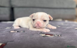 French Bulldog dogs for sale: KC FRENCH BULLDOG PUPPIES - READY NOW - Image 19