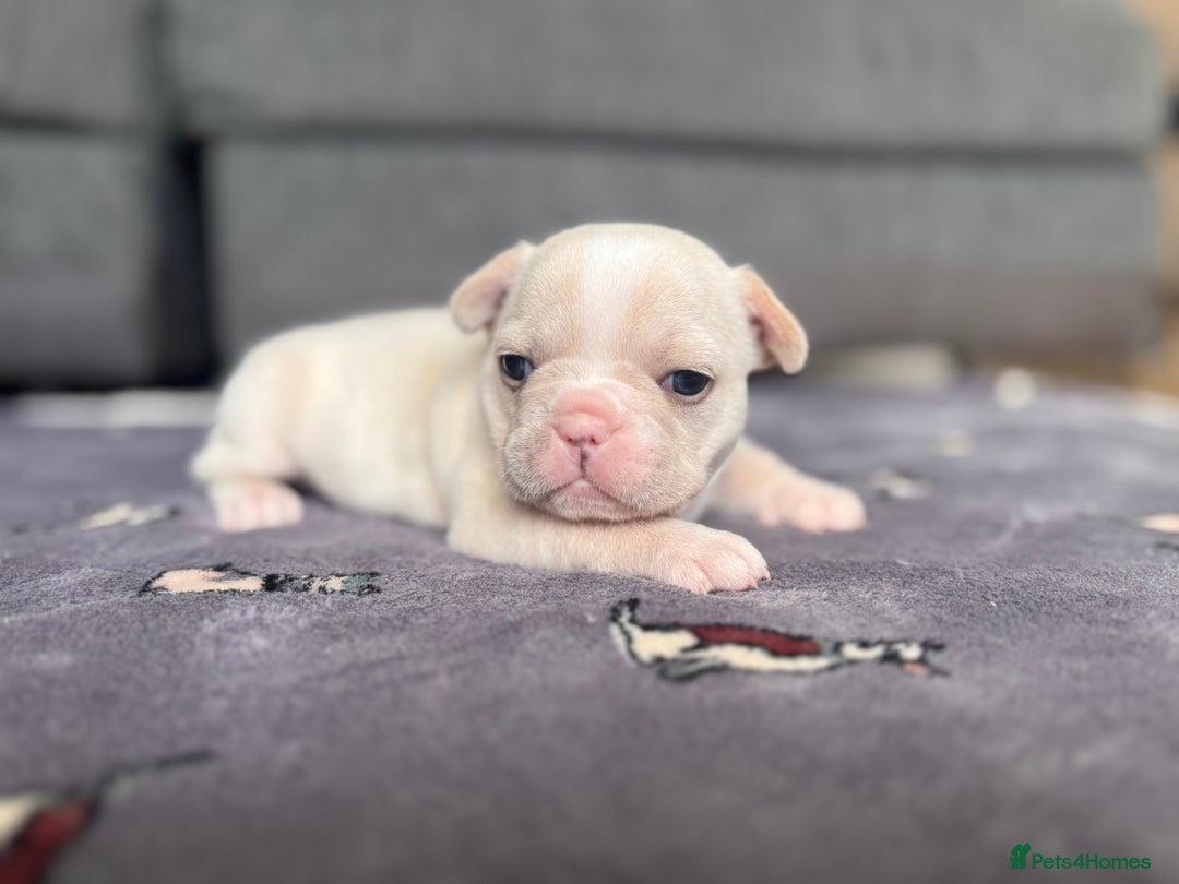 French Bulldog dogs for sale: KC FRENCH BULLDOG PUPPIES - READY NOW - Image 19