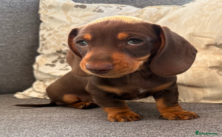 Dachshund dogs - Advert 2