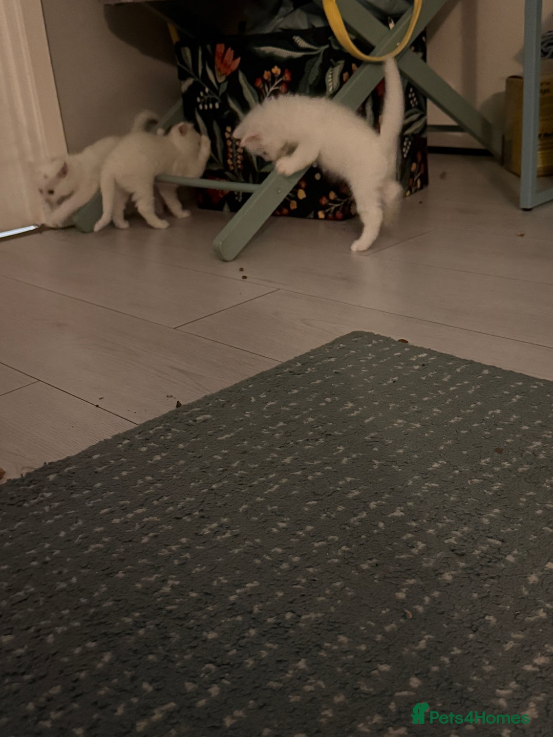 Ragdoll cats for sale: Ragdoll x British short hair kittens for sale  - Image 7