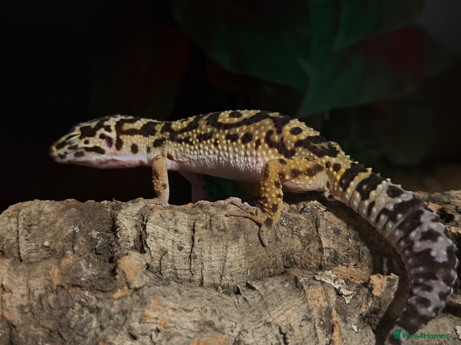 Leopard Gecko reptiles Speckles - Advert 2