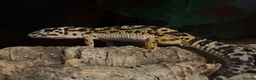 Leopard Gecko reptiles for sale: Speckles - Advert 2