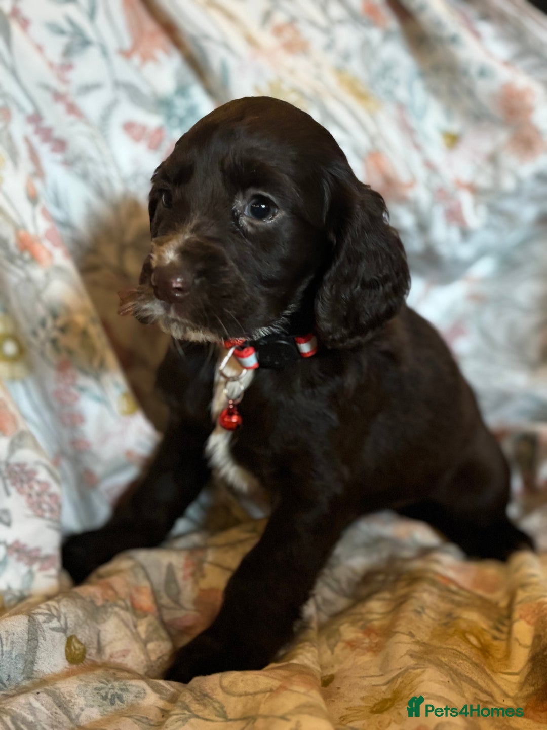 Sprocker dogs for sale: 8 beautiful sprockers  - Advert 8