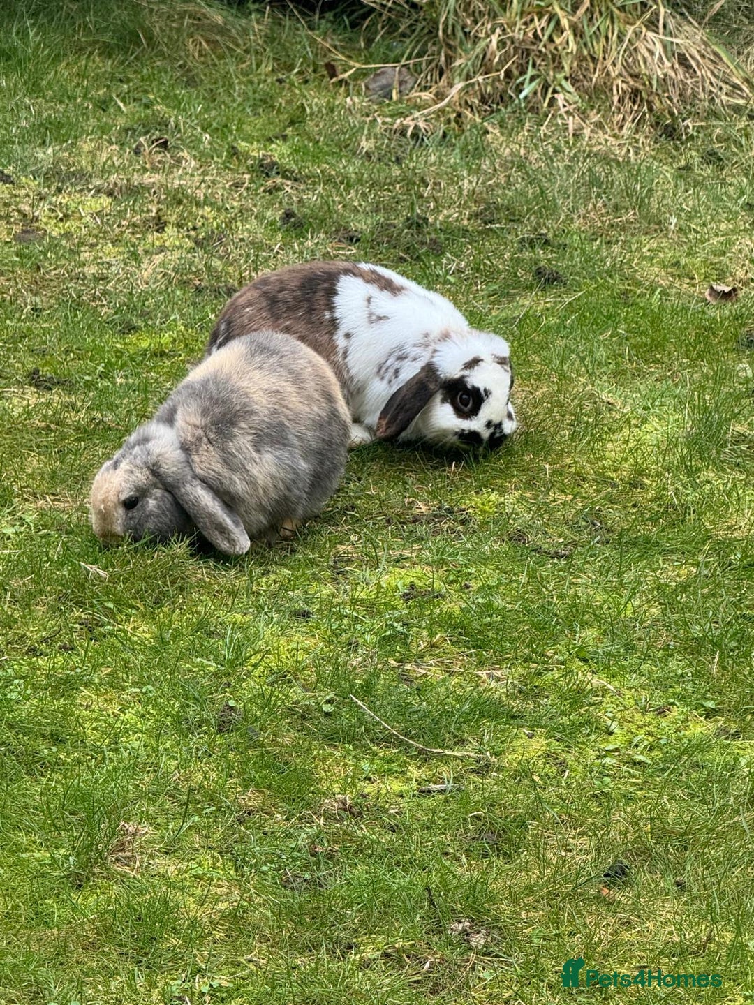 Mini Lop rabbits for sale: Male Mini Lops - Advert 2
