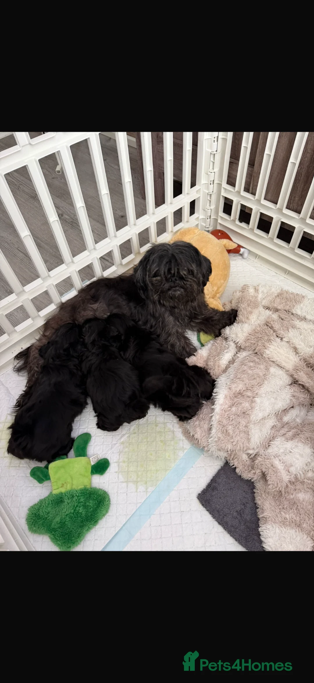 Shih Tzu dogs for sale: Shihtzu babies - Advert 1