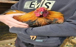 Chickens poultry for sale: Trios of pure bred chicken breeds - Image 5