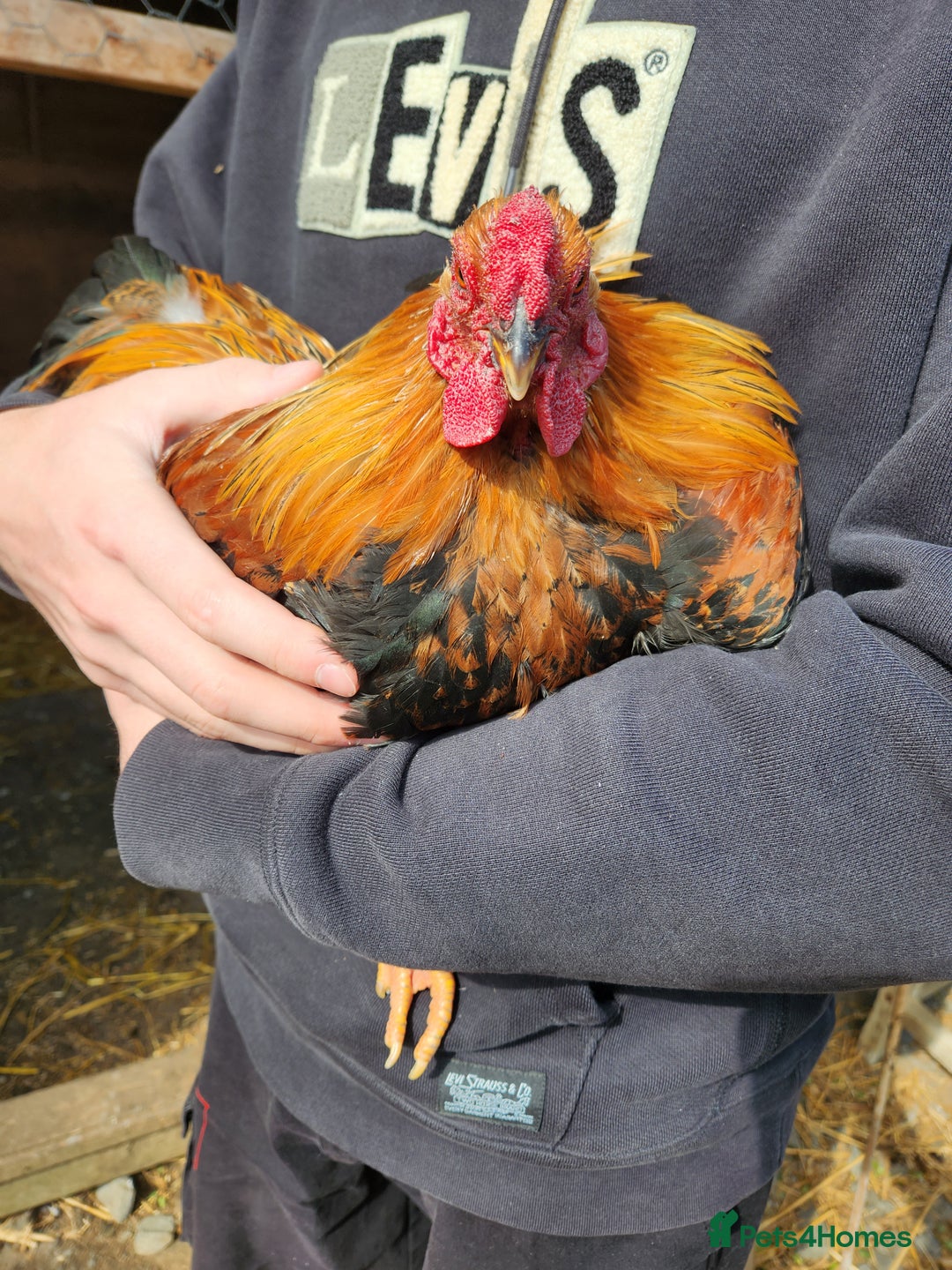 Chickens poultry for sale: Trios of pure bred chicken breeds - Image 5
