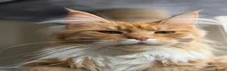 Maine Coon cats for sale: Retired Queen - TICA Registered - Advert 3