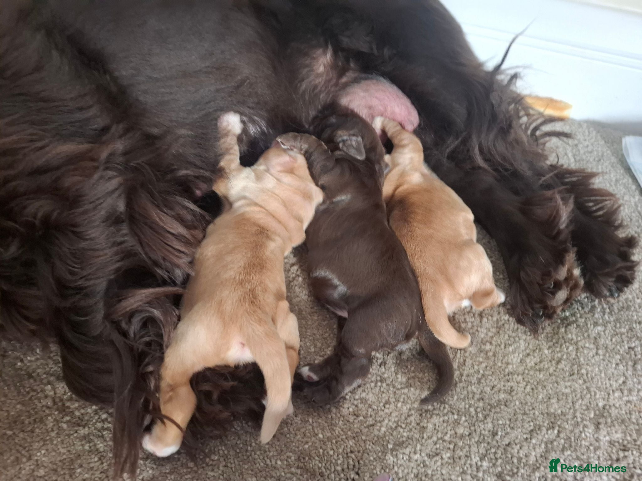 Cocker Spaniel dogs REDUCED Male cocker spaniel, last remaining pup - Advert 4