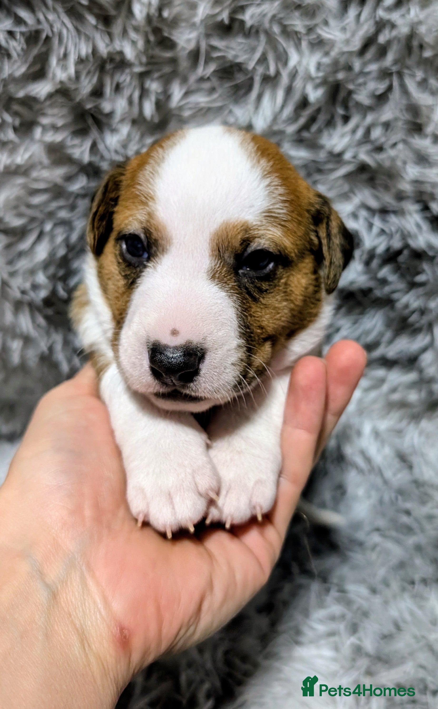 Jack Russell dogs ❤️3/4 Jack Russell babies ❤️ - Advert 18
