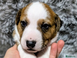 Jack Russell dogs ❤️3/4 Jack Russell babies ❤️ - Advert 1