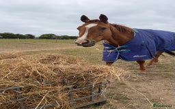 Irish Thoroughbred horses for sale: sweet tb gelding  - Image 8