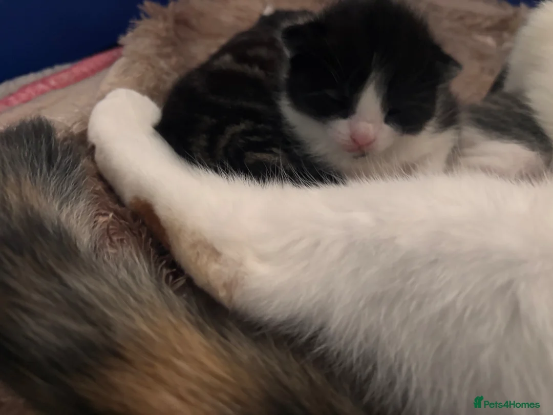 Mixed Breed cats for sale: Beautiful unique kittens  - Advert 27