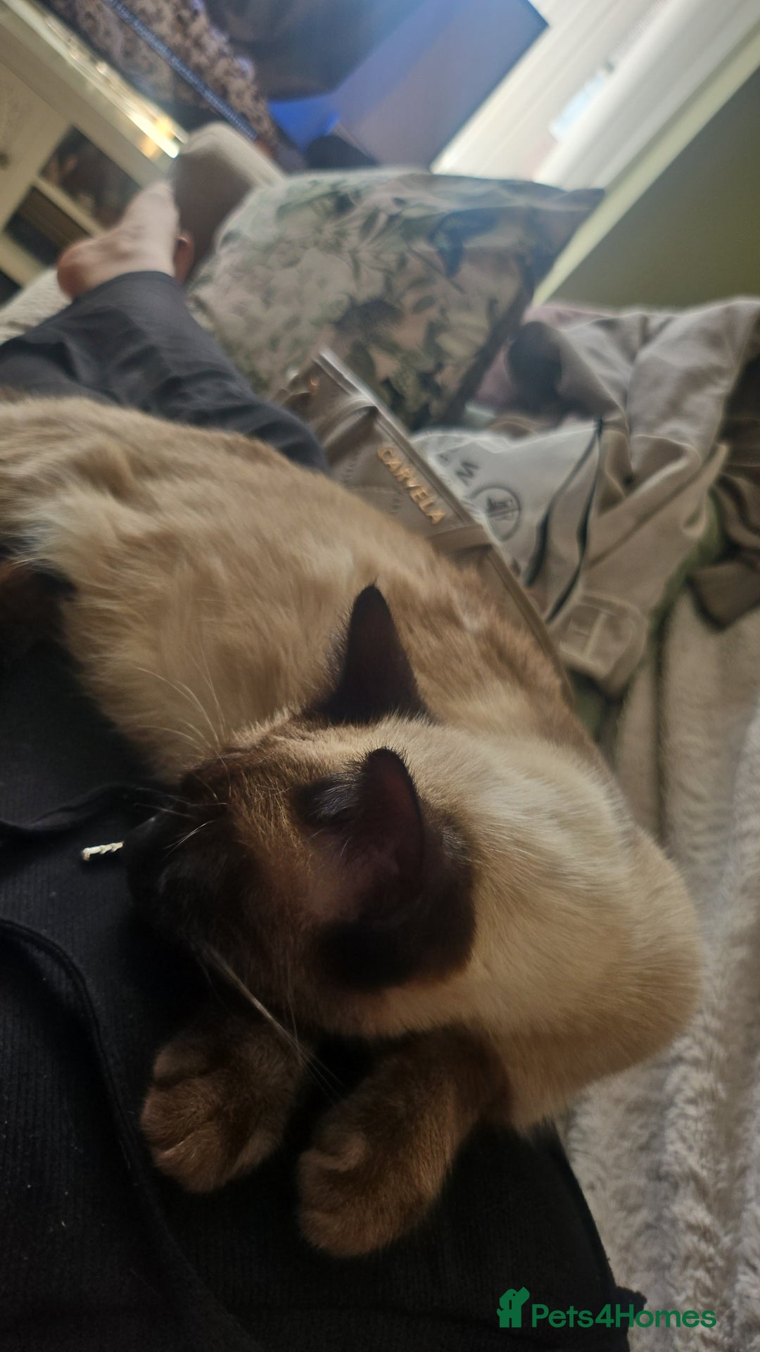 Mixed Breed cats for sale: Precious babies looking for homes - Advert 2