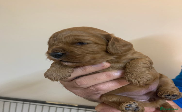 Cavapoo dogs - Advert 6