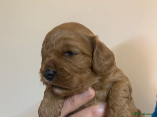 Cavapoo dogs - Advert 2