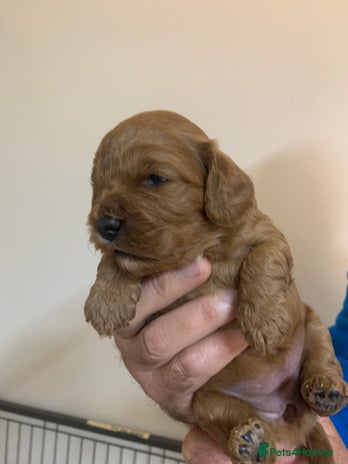 Cavapoo dogs - Advert 4