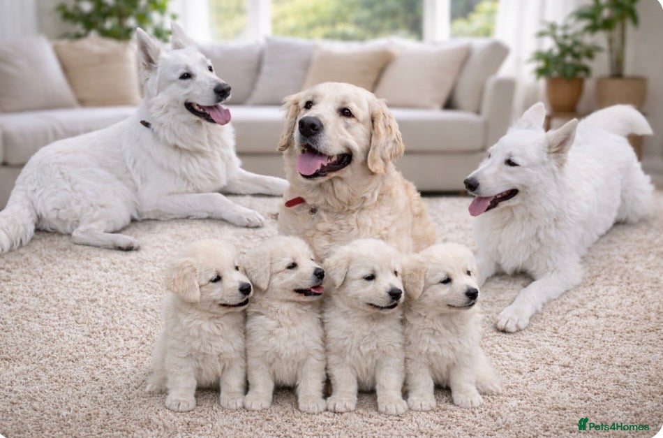 White Swiss Shepherd dogs Beautiful white Swiss shepherd  - Advert 2