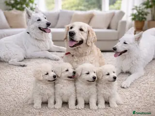 White Swiss Shepherd dogs Beautiful white Swiss shepherd - Advert 2