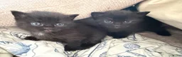 British Shorthair cats for sale: 3 beautiful kittens for sale - Advert 8