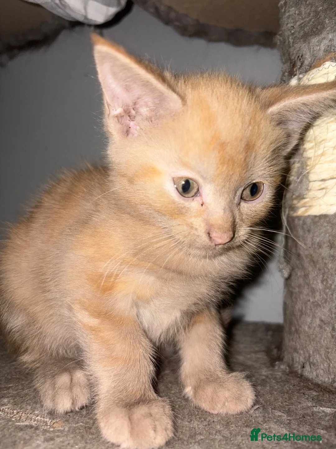 Mixed Breed cats for sale:  9 week old kittens ready for their forever home  in Basildon - Advert 6