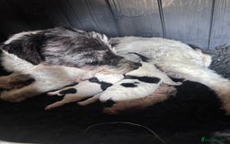 Jack Russell dogs for sale: Docked pure bred Jack Russell puppies  - Image 2