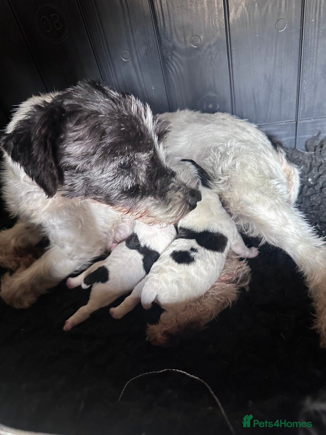 Jack Russell dogs for sale: Docked pure bred Jack Russell puppies  - Image 2