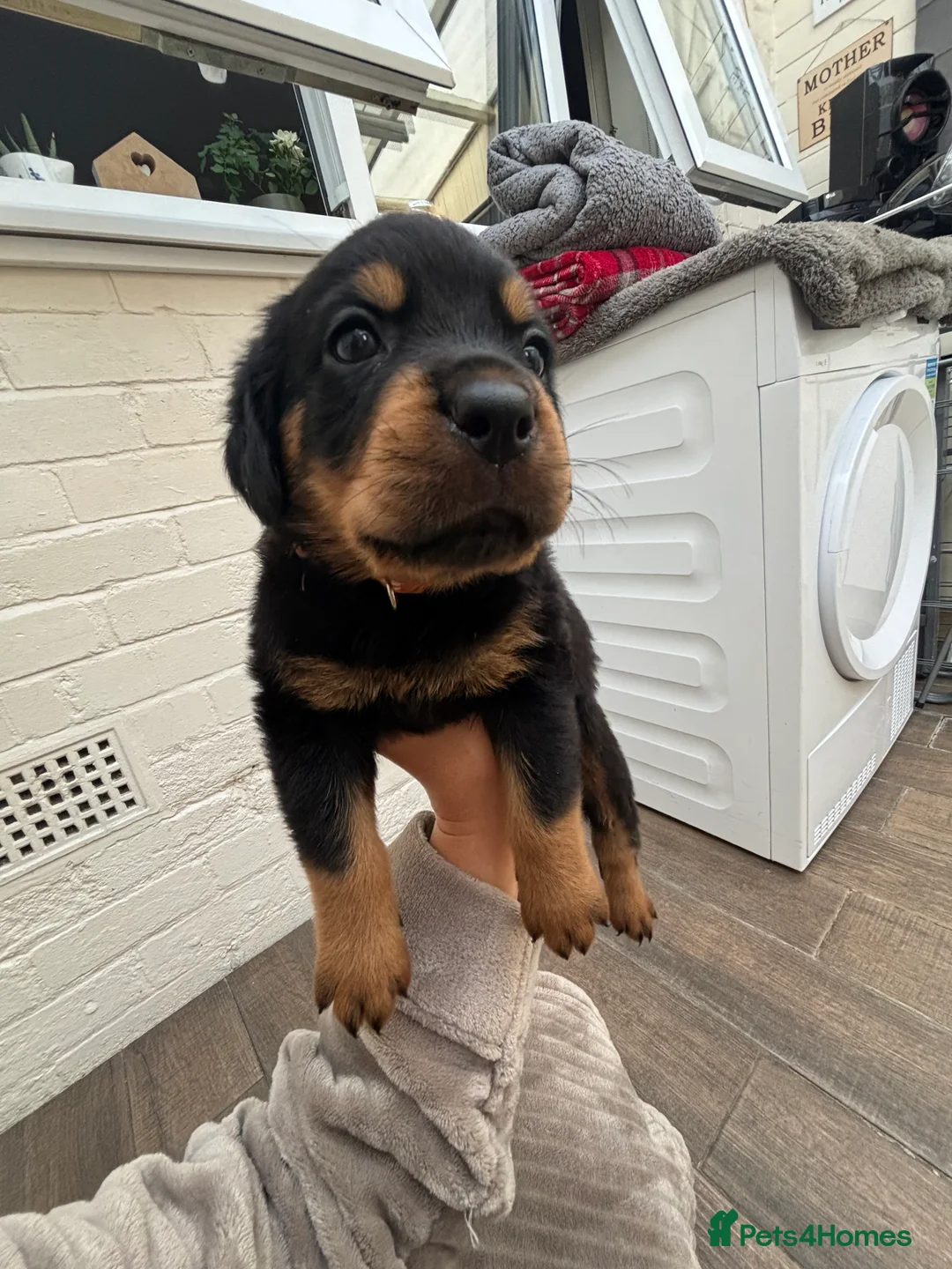 Rottweiler dogs for sale: 4 stunning Rottweiler pups available  - Advert 2