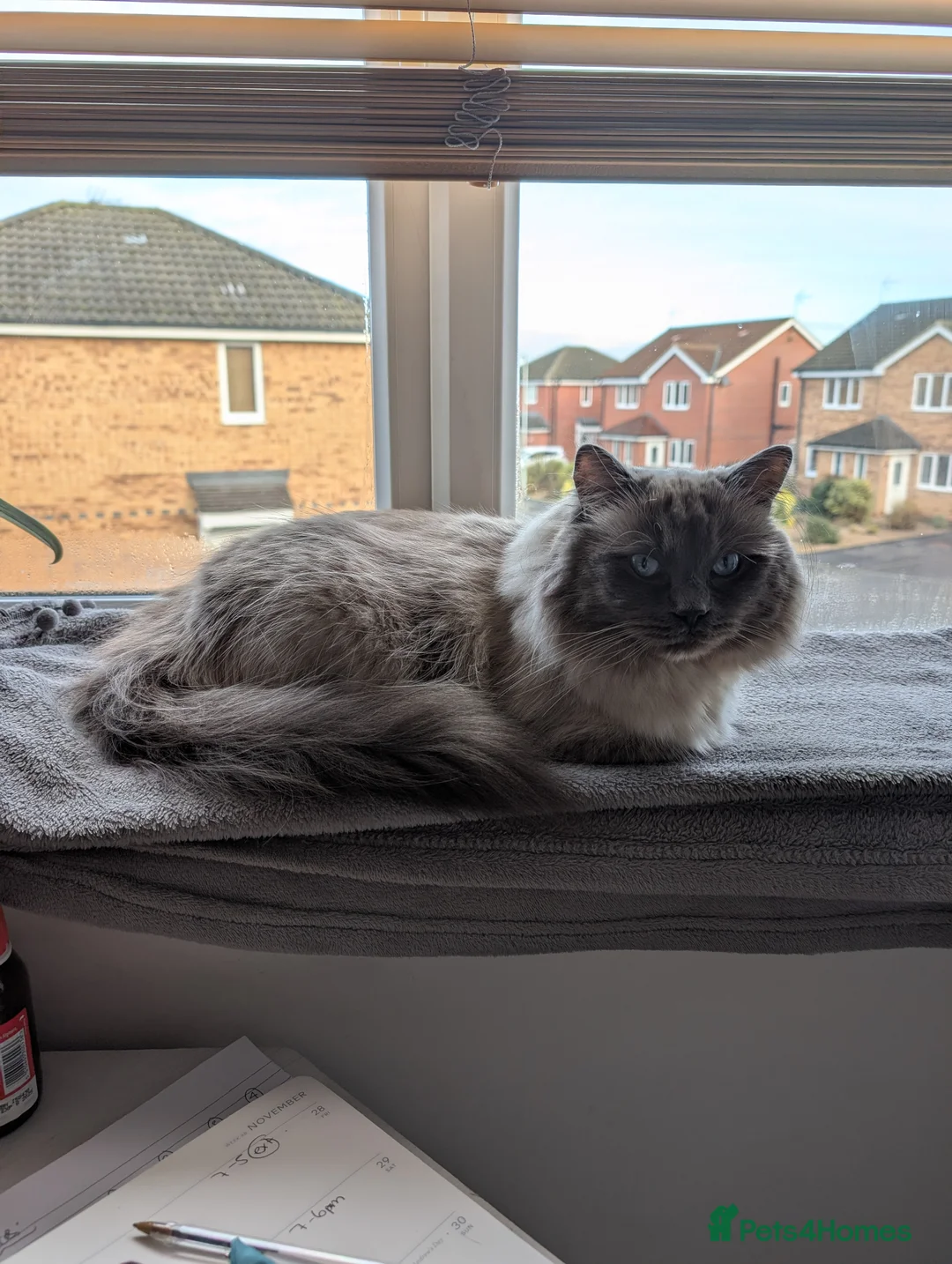 Ragdoll cats for sale: Ragdoll Male for Sale  - Advert 8