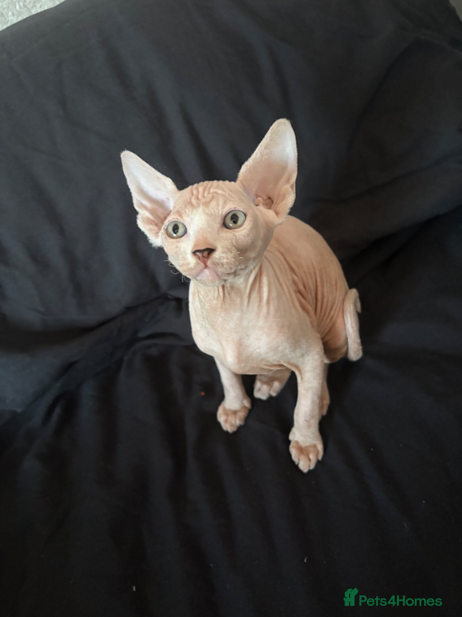 Sphynx cats Last pink green eyed sphynx kittens 😊 - Advert 2