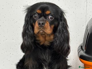 Cavalier King Charles Spaniel dogs Fully health tested Black and Tan stud. in Wrexham - Advert 3