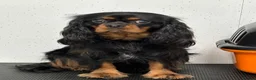 Cavalier King Charles Spaniel dogs for stud: Fully health tested Black and Tan stud.  in Wrexham - Advert 1