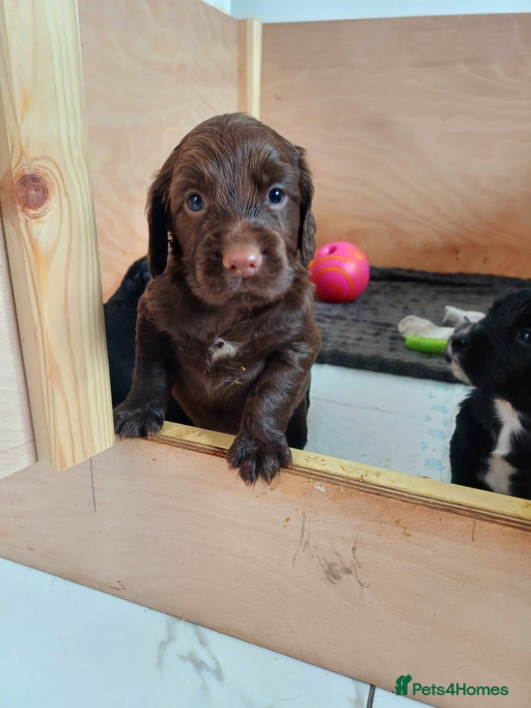 Cocker Spaniel dogs for sale: Working cocker spaniels 4 weeks old - Image 30