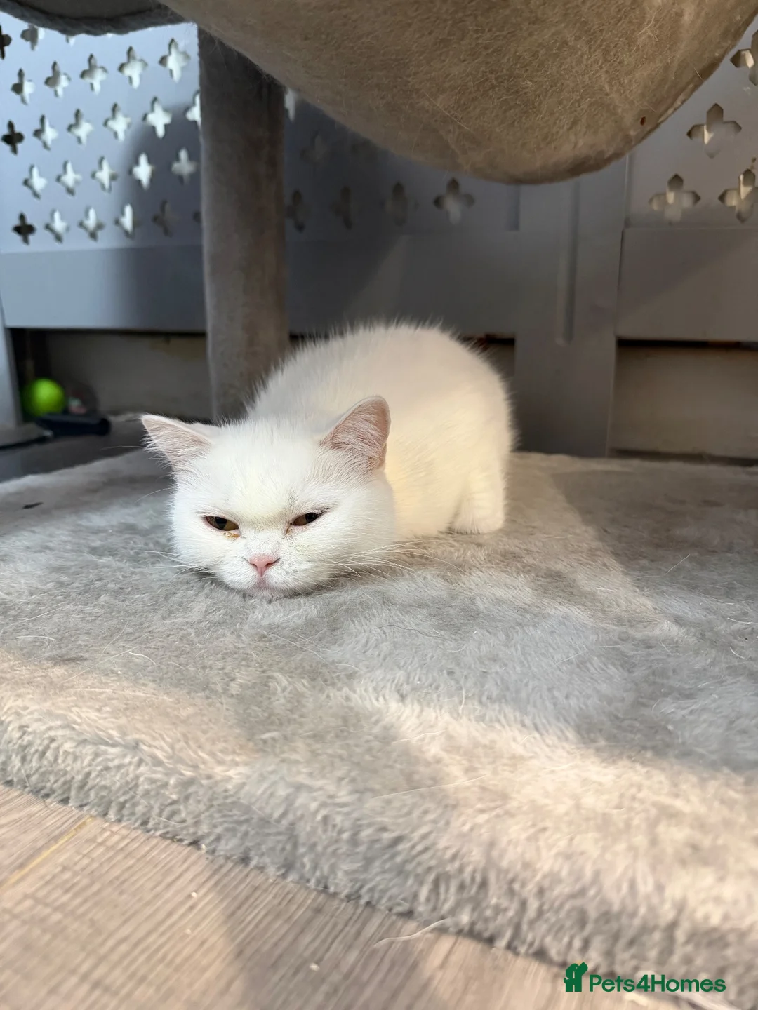 British Shorthair cats for sale:  White British shorthair  - Advert 2