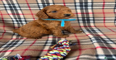 Cockapoo dogs - Advert 11