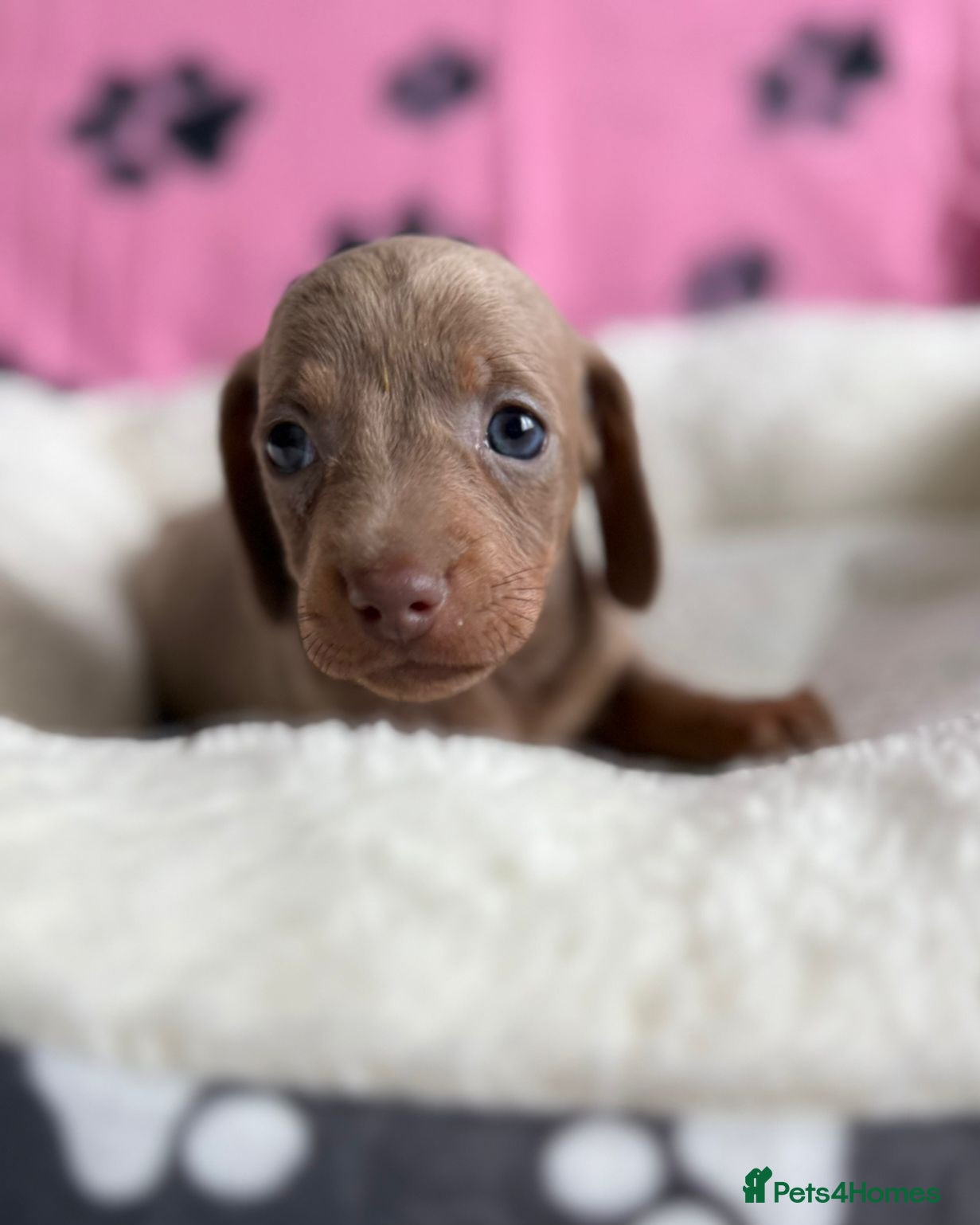 Dachshund dogs Gorgeous litter🌈 - Advert 8