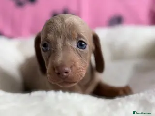 Dachshund dogs Gorgeous litter🌈 - Advert 8