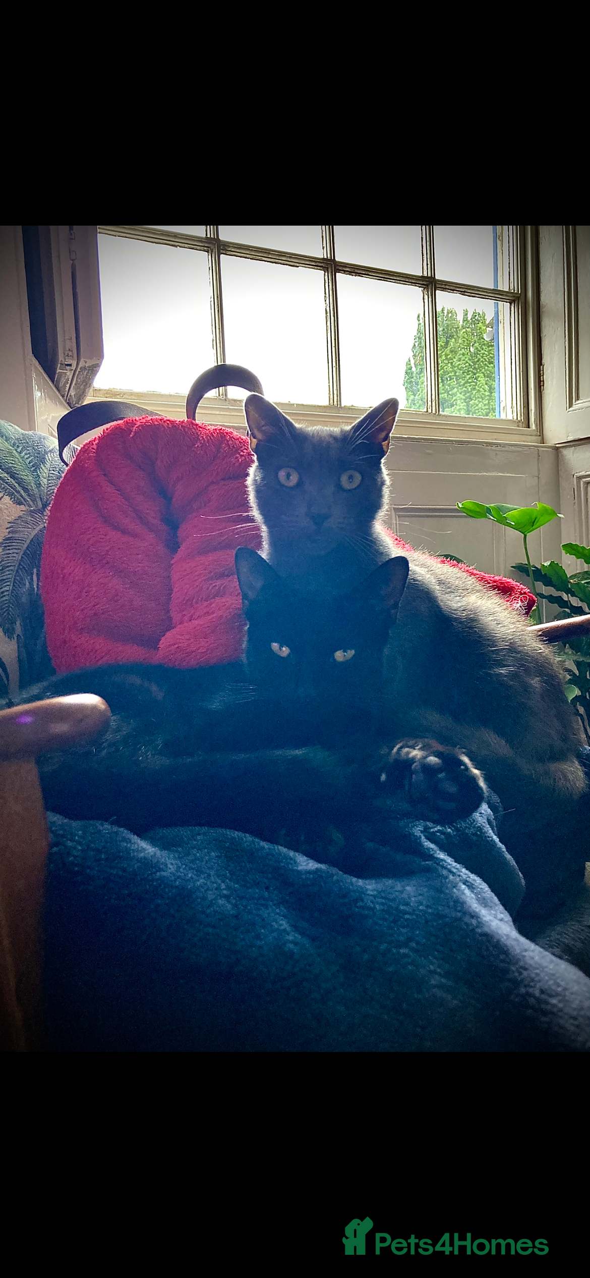 Mixed Breed cats 2 cat brothers, one grey, one black - Advert 5