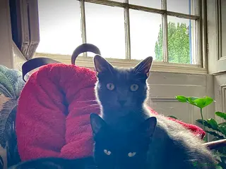 Mixed Breed cats 2 cat brothers, one grey, one black - Advert 1